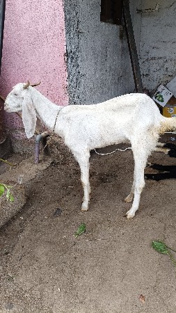 એક બચેલી ને એક બકરી વેચવાની છે