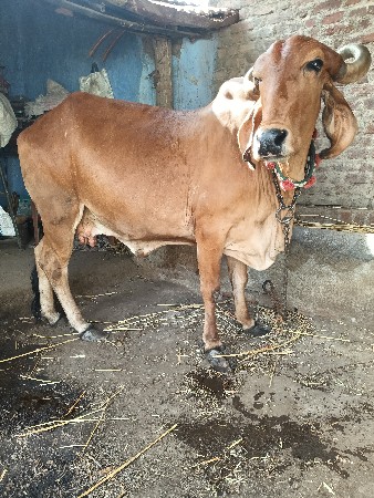 પાસ મયના ની ગાભણ
સોથુ વેતર