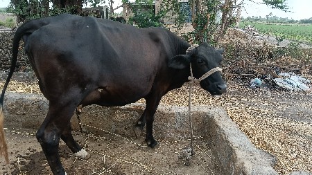 pela vetarma dova diye