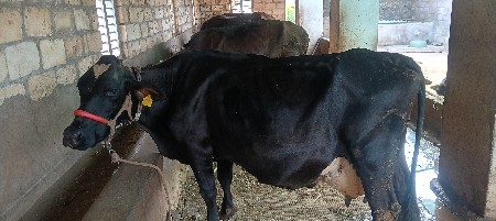 ગાય વેચવાની છે