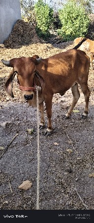 ગીર હોડકી વેચવા ની છે