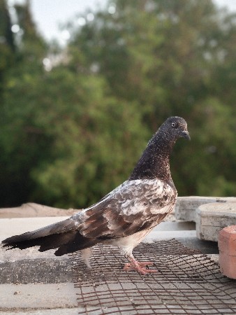 marwada