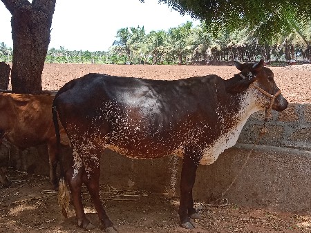 hf ક્રોસ વાસળી વેચવાની છે
