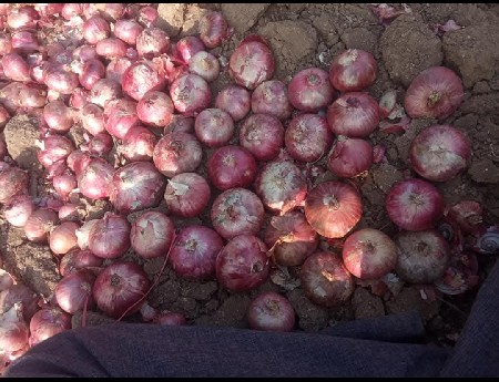 લાલ ડુંગળી નું બિયારણ ઘાવરીયૂ