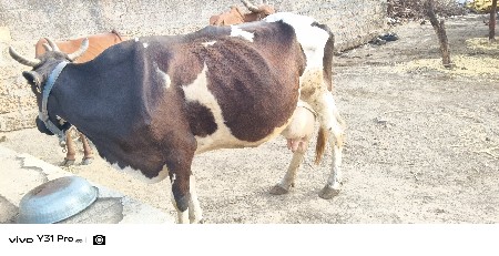 વેચવાની છે