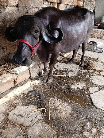 ભેંસ
