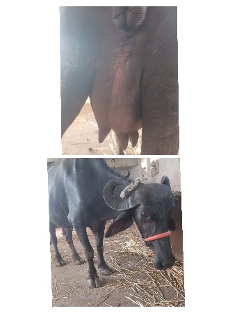 ભેશ..વેચવાની છે