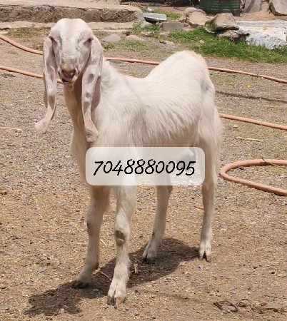 Gulabi Bakro