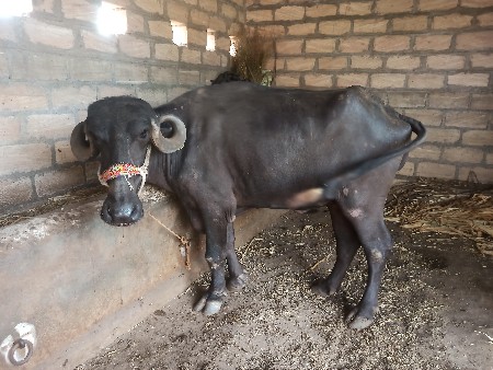 4 દાતે પાડી વેચાવ સે