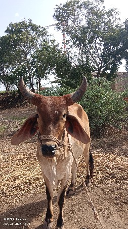 બળદ વેચવાનો છે