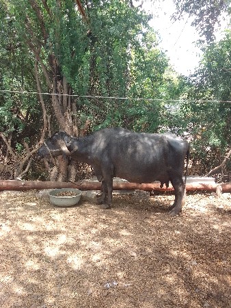 વેચવાની છે
