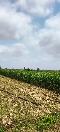 જુવાર વેચવાની છે