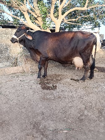 ગીર ક્રોસ ગાય વેશવાની છે