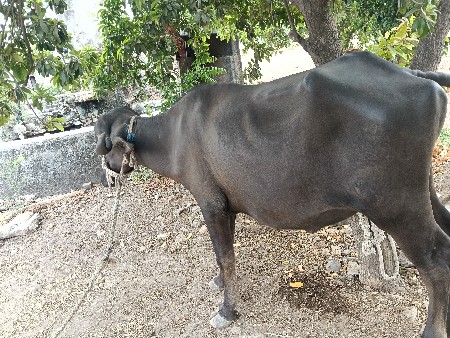 ખડેલી