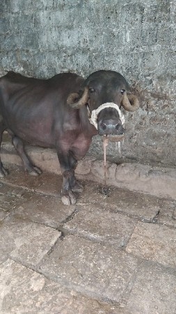 આ ભેશ વેચવાની છે