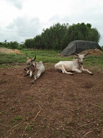 બળદ વેચવાના છે