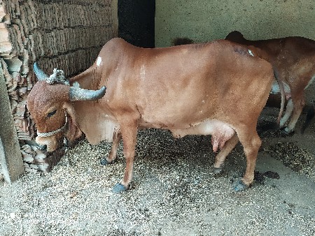 ગાય વેચવાની છે