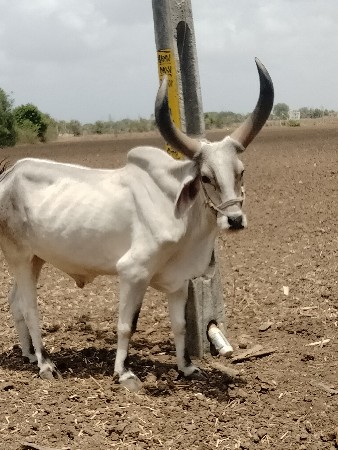 વેચવાનો છે