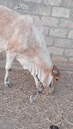 vasadi vacha vani saa