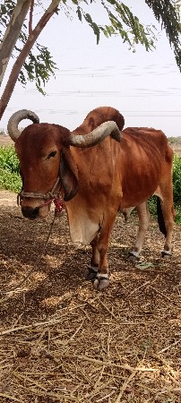 વેસવા નો સે