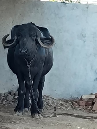 ખડેલી પેલુ વેતર વેચવાની છે