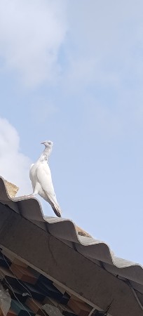 લાલડુમ