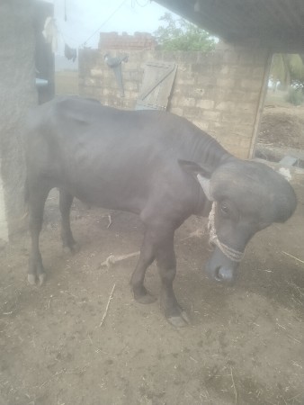 પાડો  વેચવા  નો. છે
