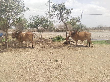 વેચવાના છે