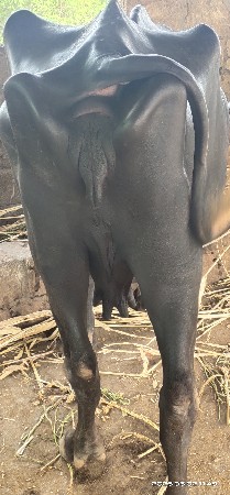 3 વેતર