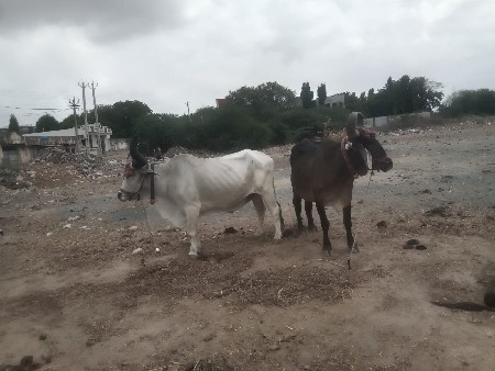 બરધવેસવાનાસે