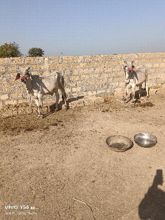 વાંસડા વેચવાના છે