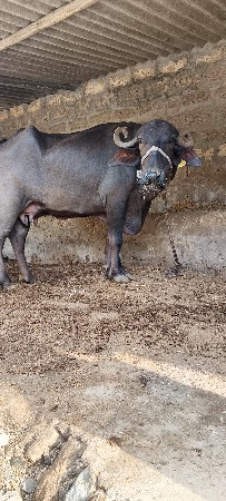 પેલવેતરી કડેલી વેચવાની છે