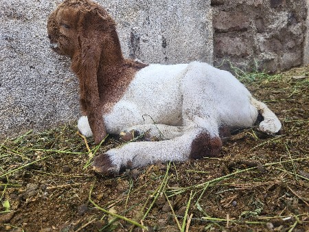 totapari bakri