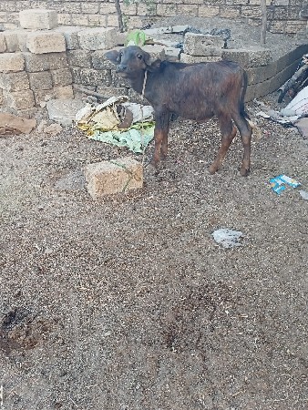પાડો