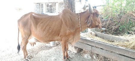 સાવ સોજી ગાય વેચવાની છે