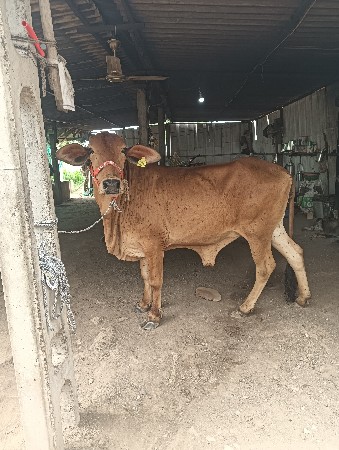 વેચવાની સે
