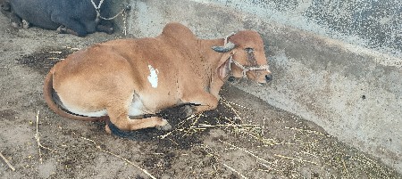 ગીર ગાય