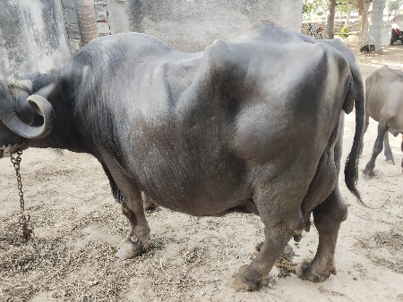 ભેંસ વેચવાની છે  ચોથું. વીયાવાની