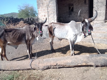 ગોઢલા વેચવા ના છે.