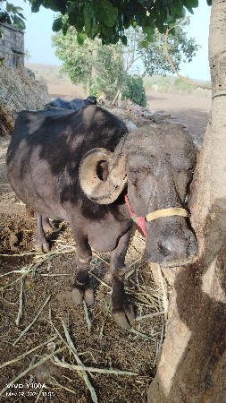 કુંઠલી ભેંસ  વેચવાનિ છે