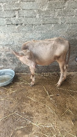 ભૂરી પાડી