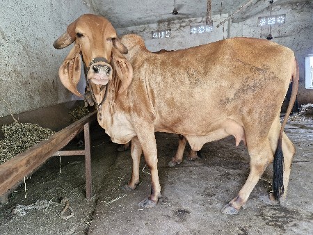 સોનકપિલા ગીર ગાય વેચવાની છે