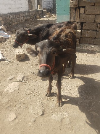 બે પાડયુ વેચવાની છે