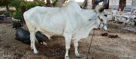 આ બળદ વેચવાનો છે
