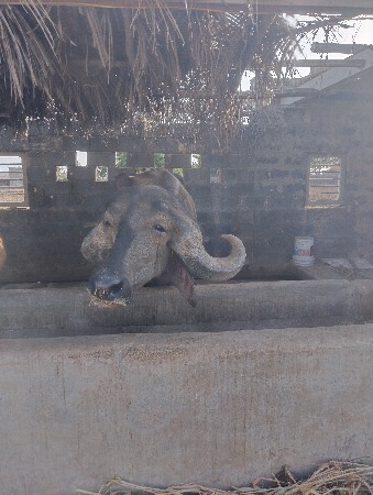 ખડેલી વેચવાની છે