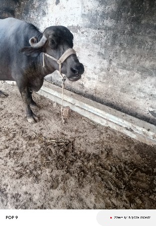 ભેંસ વેચવાની છે
