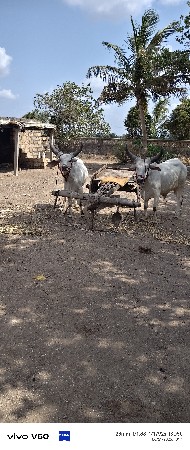 ગોઢલા વેચવાના છે