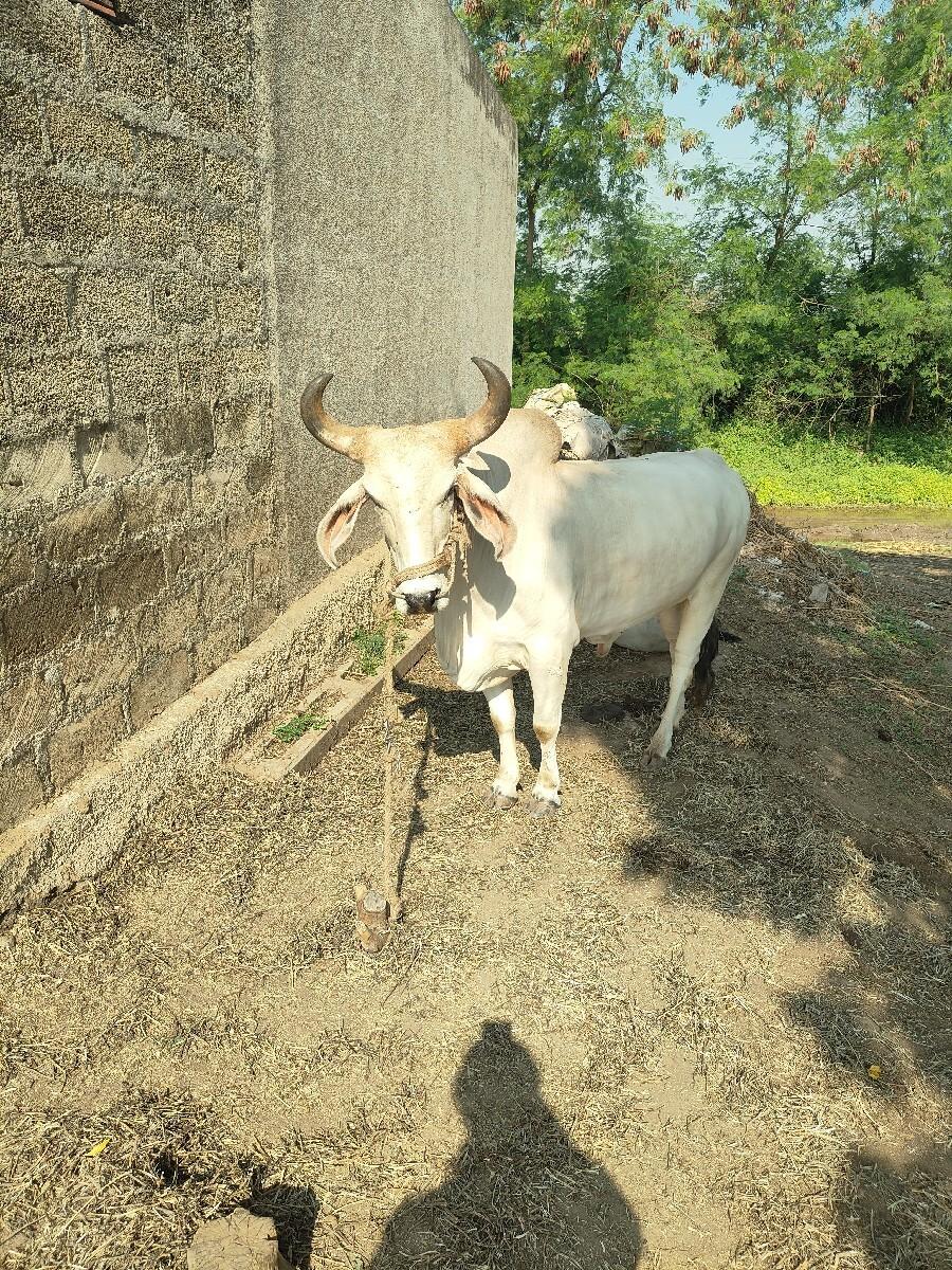 બળદ વેચવાના  છે