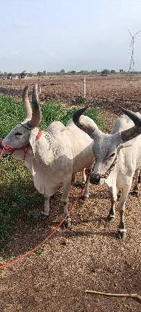 વેચવાના