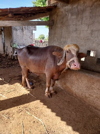 ભેંસ વેચવાની